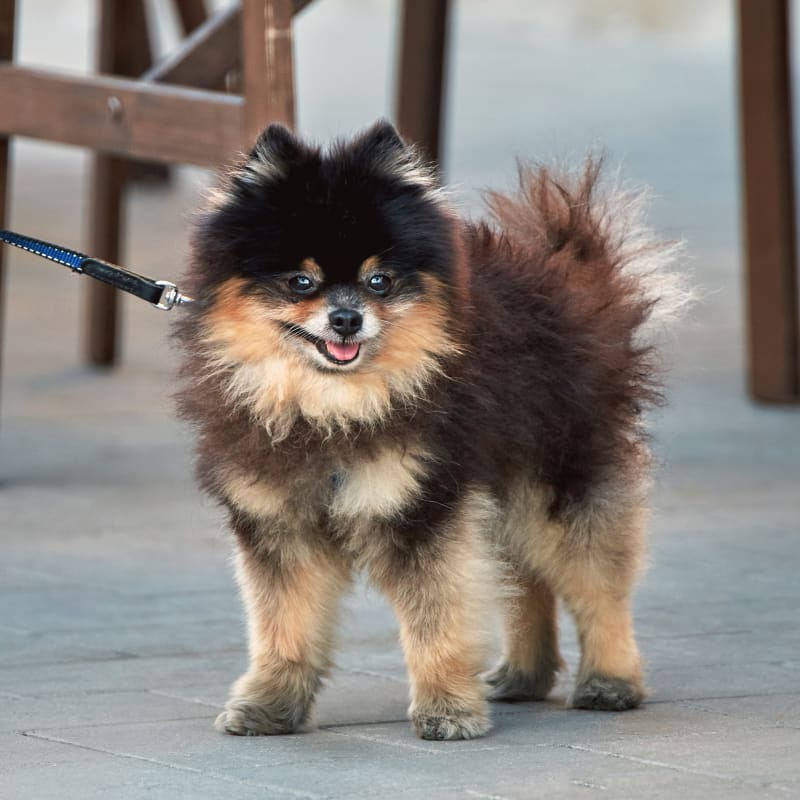 Geriatric Care for Pets, Ypsilanti