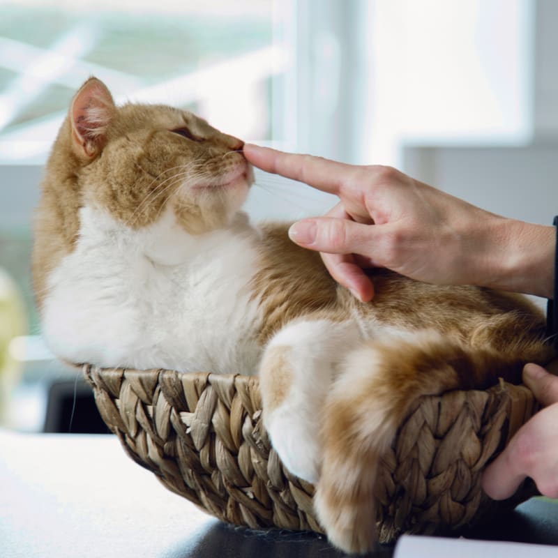 Pain Management for Cats & Dogs in Ypsilanti