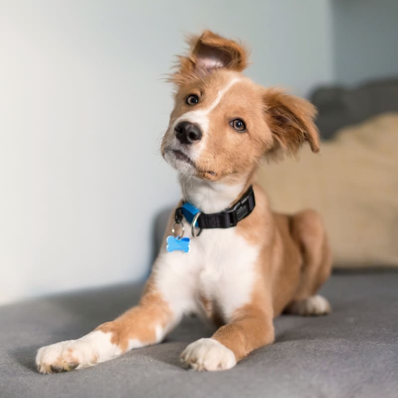 Kittens & Puppy Vet in Ypsilanti