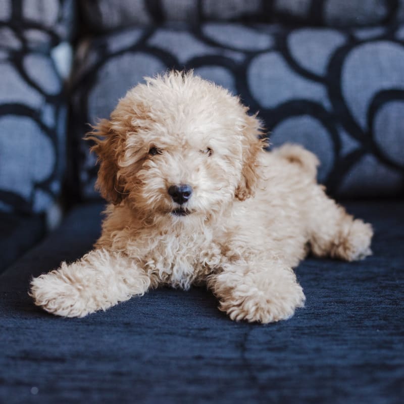 Veterinary Surgery for cats and dogs at Ypsilanti